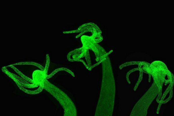 Работа с магазины котиков